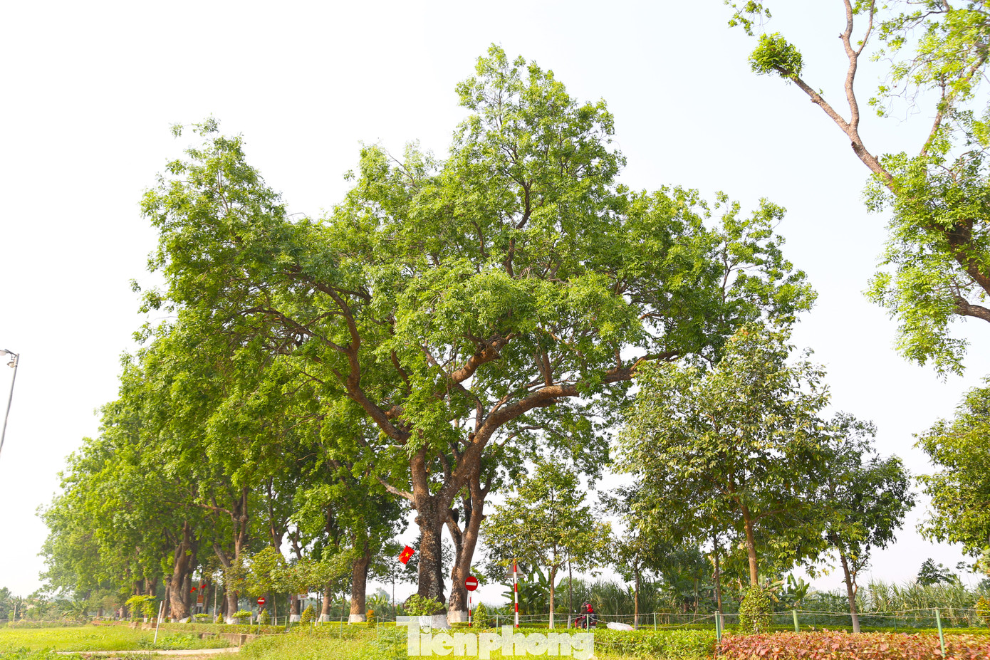 Vào những ngày nắng nóng, hàng cây tỏa bóng mát thanh bình, nhiều người dừng chân dưới tán cây để nghỉ ngơi.