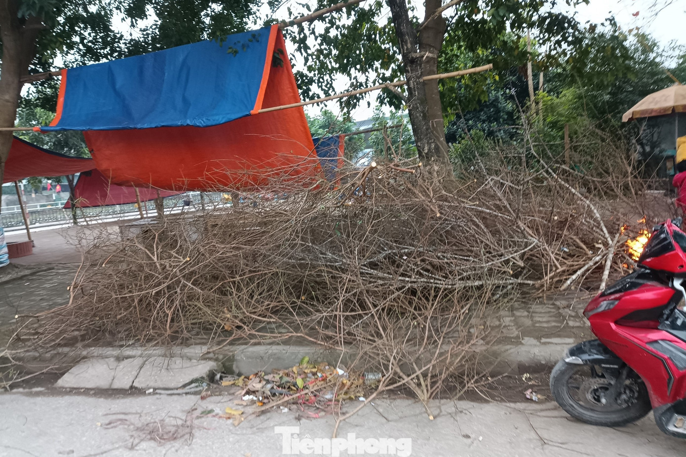 Những gốc đào bị chặt bỏ, chất thành từng đống quanh Thành cổ Vinh.