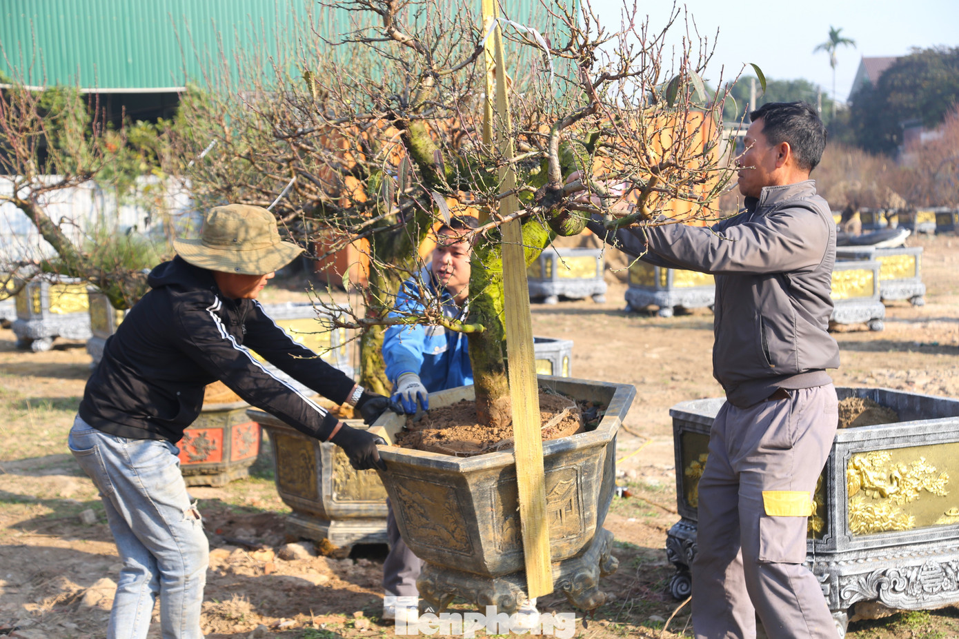 Anh Nguyễn Trung (chủ một vườn đào trên đường 72m, thành phố Vinh) cho biết: “Công việc nhiều nên tôi phải thuê thêm 4 lao động thời vụ. Thời điểm này rất khan hiếm lao động, do đó, tôi phải nhờ người thân giới thiệu những lao động ở các tỉnh khác”.