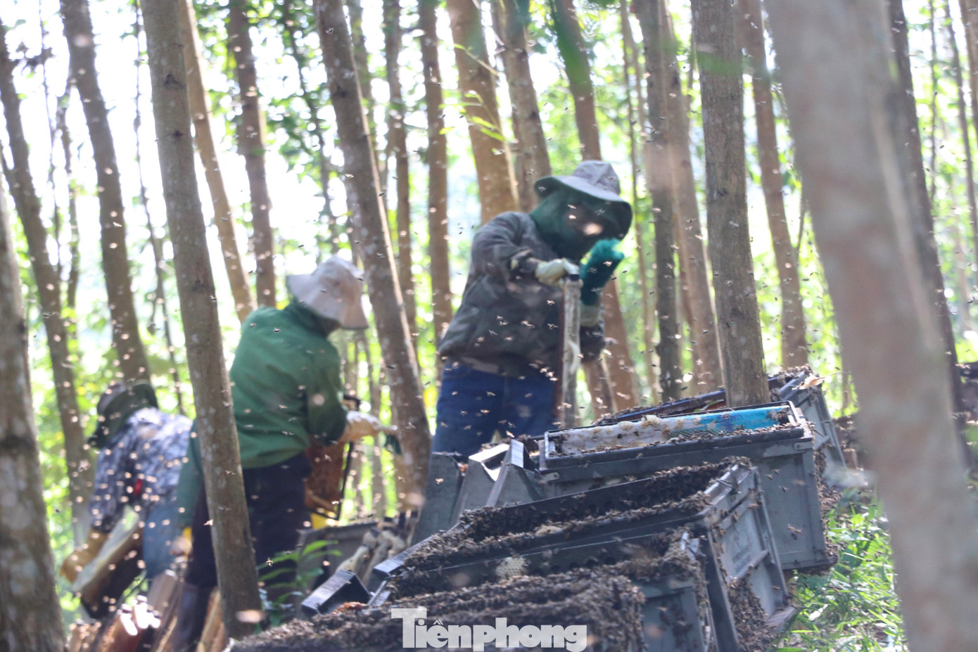 Tại trại nuôi ong của chị Hoa, vào ngày quay mật có hơn 10 lao động địa phương làm việc để vận chuyển cầu ong, quay thùng, đóng mật vào can... Mức tiền công trả cho các lao động thời vụ ngang nhau, không phân biệt vị trí việc làm, dao động từ 250.000-270.000 đồng/buổi.