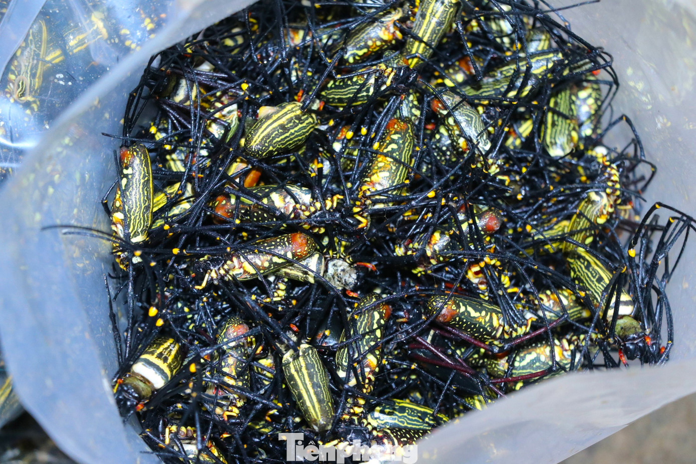 “Mùa săn nhện rừng bắt đầu từ tháng 4, kết thúc vào cuối tháng 9. Thời điểm này, nhện vào mùa có trứng, khi chế biến sẽ có vị béo, bùi. Nhện rừng thường sống tập trung ở các trại nuôi ong trong rừng tràm. Ngày may mắn thì bắt được vài kg, ít cũng được vài ba lạng. Nói chung lúc nhiều, lúc ít nhưng cứ đi là có tiền”, chị Hiến chia sẻ. “Mùa săn nhện rừng bắt đầu từ tháng 4, kết thúc vào cuối tháng 9. Thời điểm này, nhện vào mùa có trứng, khi chế biến sẽ có vị béo, bùi. Nhện rừng thường sống tập trung ở các trại nuôi ong trong rừng tràm. Ngày may mắn thì bắt được vài kg, ít cũng được vài ba lạng. Nói chung lúc nhiều, lúc ít nhưng cứ đi là có tiền”, chị Hiến chia sẻ.