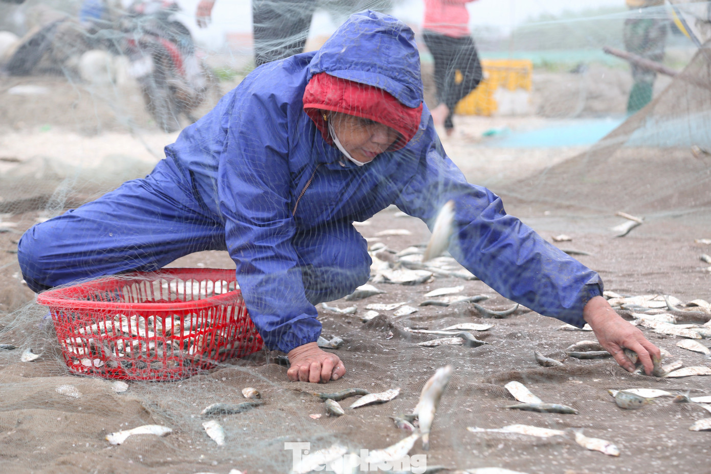 Mỗi khi bè mảng lên tới bờ là có thương lái tranh nhau đặt hàng. Để công việc thu nhặt cá được nhanh gọn, thương lái còn hỗ trợ ngư dân thu nhặt cá. Mỗi khi bè mảng lên tới bờ là có thương lái tranh nhau đặt hàng. Để công việc thu nhặt cá được nhanh gọn, thương lái còn hỗ trợ ngư dân thu nhặt cá.
