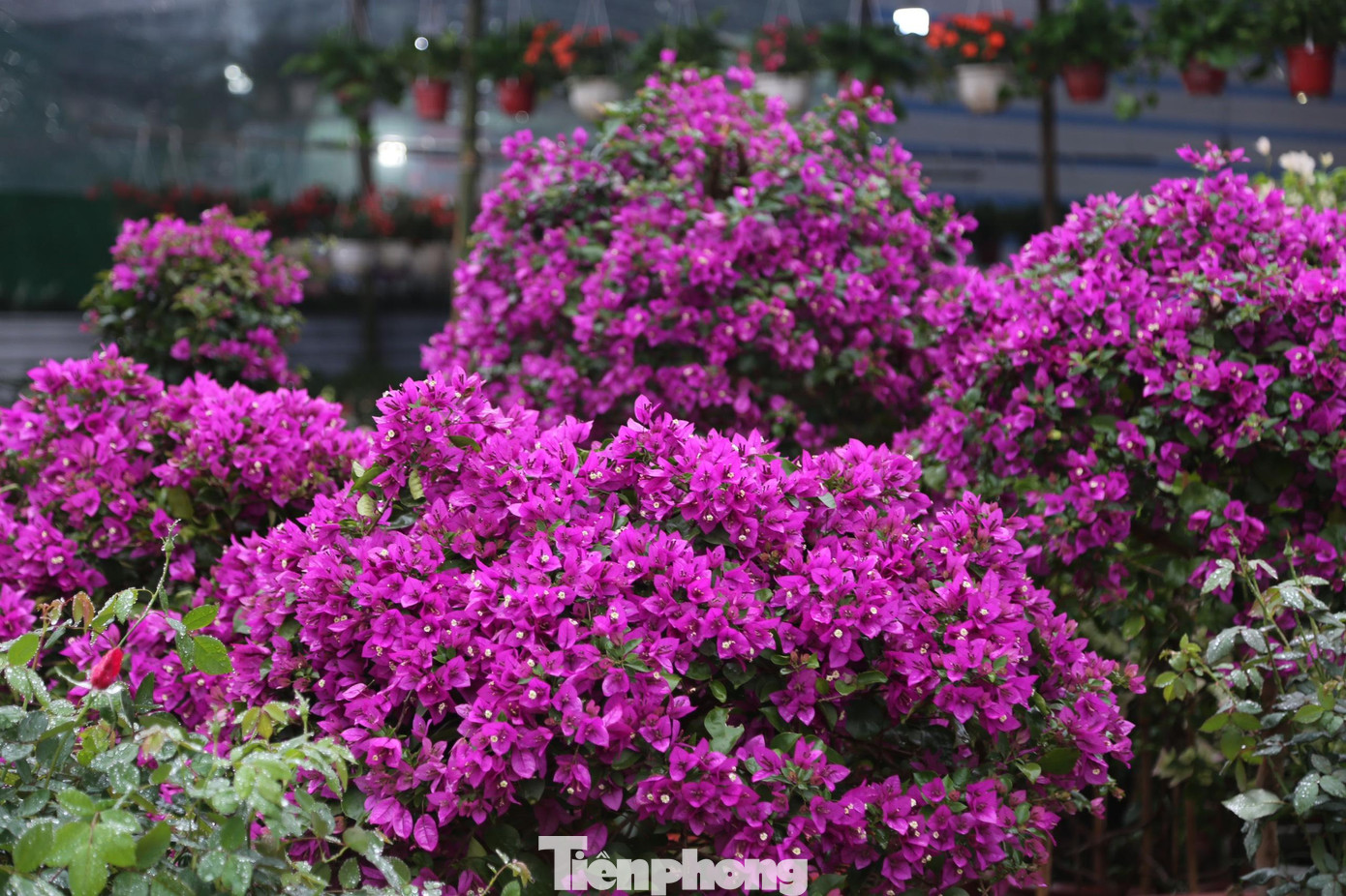 Hoa giấy là loài hoa tượng trưng cho cái đẹp và tình yêu