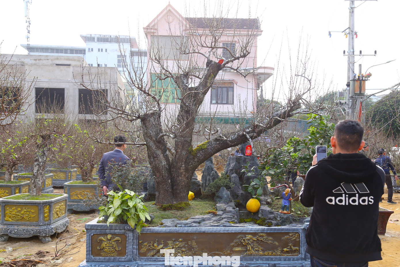 Gốc đào cổ thụ trăm tuổi, được bán với giá 300 triệu đồng tại một điểm bán cây cảnh Tết trên đường LêNin, thành phố Vinh.