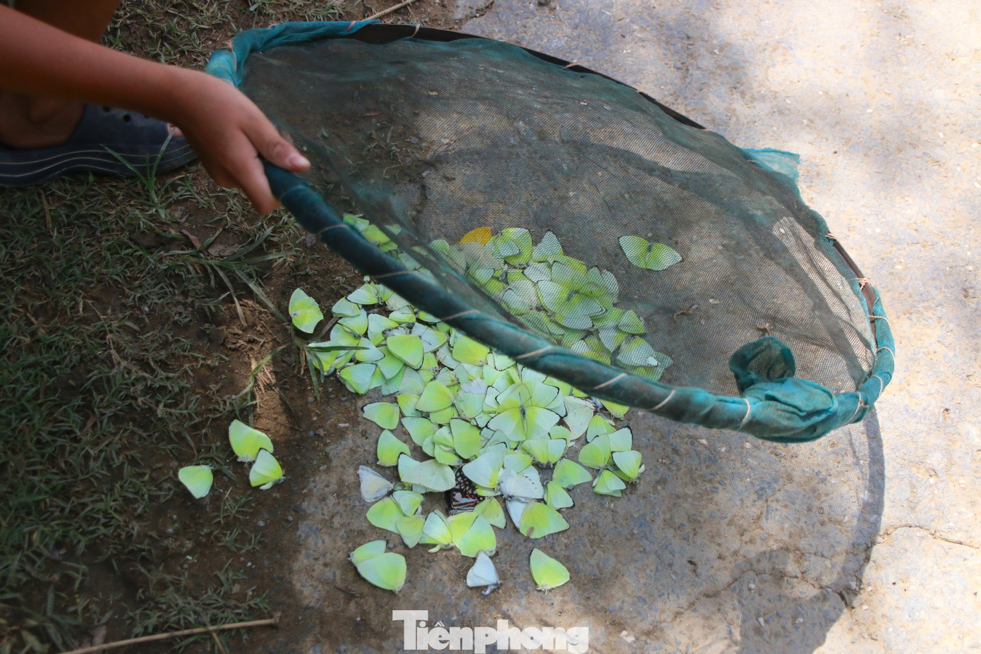 Có loài bướm ăn được, có loài rất độc. Người bắt phải có kinh nghiệm mới phân biệt được điều này.