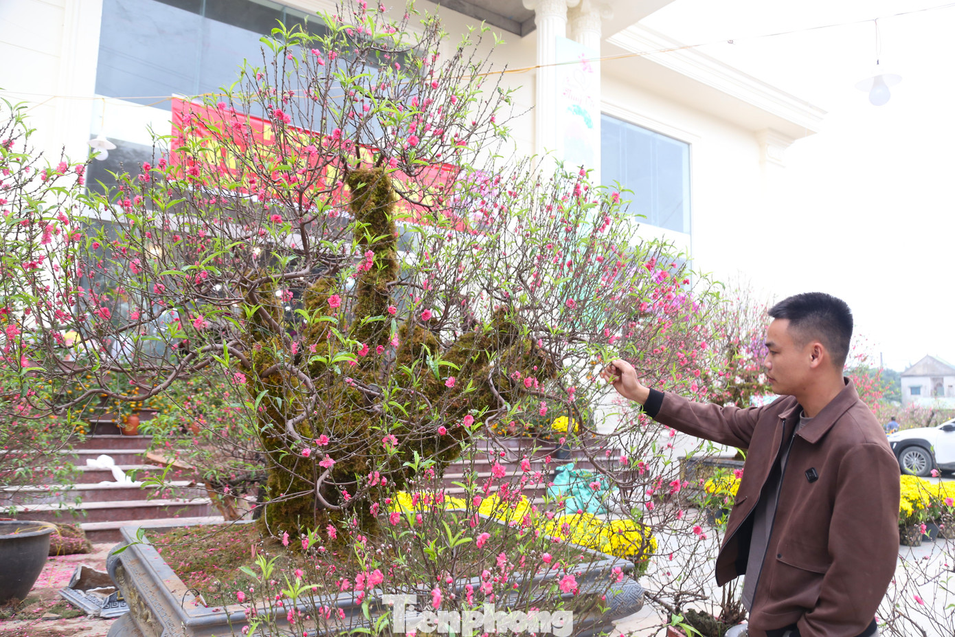 Theo anh Hùng, để đánh giá giá trị của cây đào cần phải xem tới các yếu tố về tuổi thọ, độ to của gốc, thế, dáng cây. Hiện, 1 trong 4 gốc đào phủ rêu tại vườn anh Hùng đã được một đại gia thuê với giá hơn 50 triệu đồng.