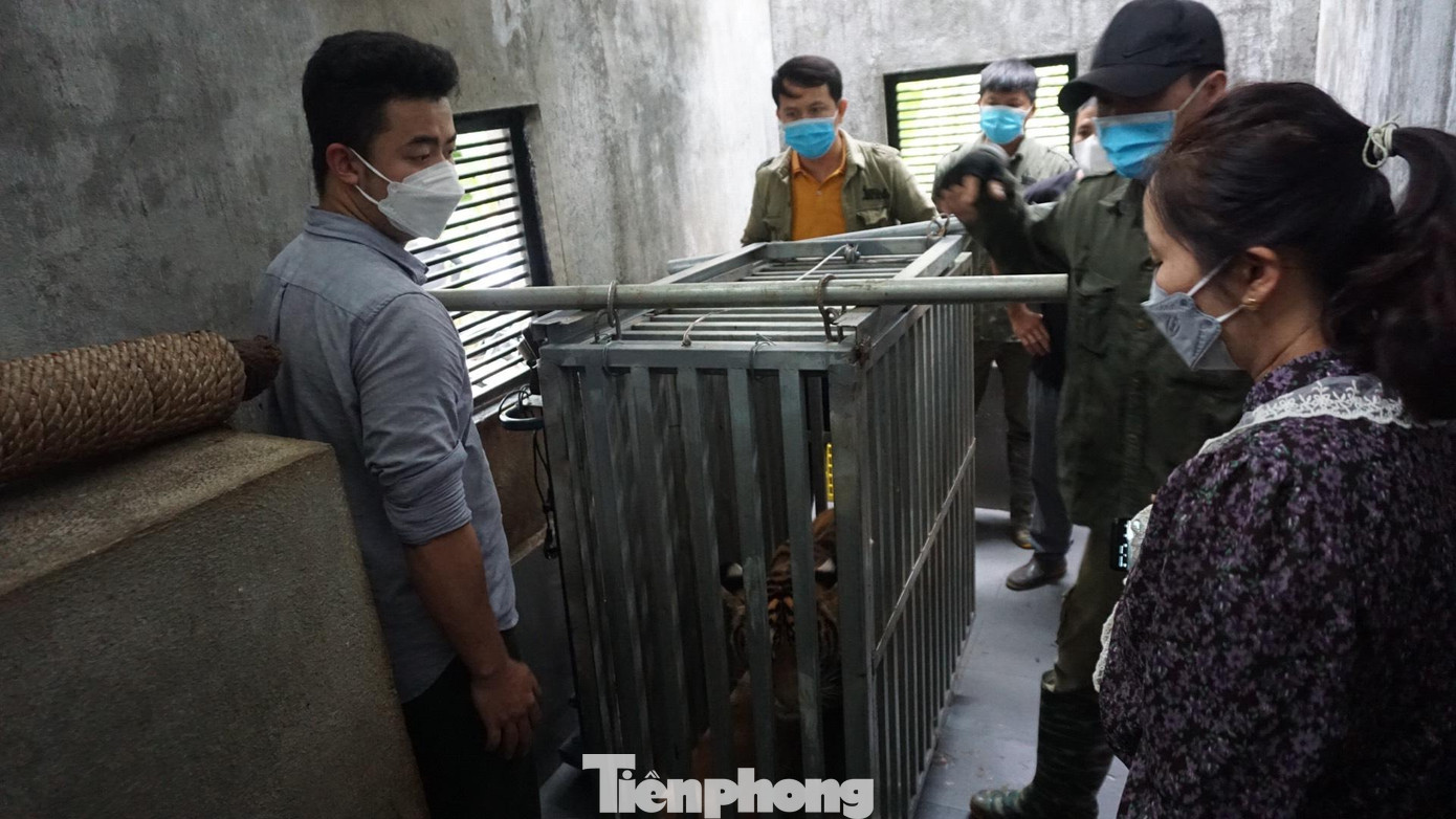 Cho hổ vào lồng sắt