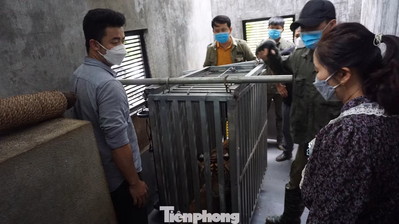 Cho hổ vào lồng sắt Cho hổ vào lồng sắt