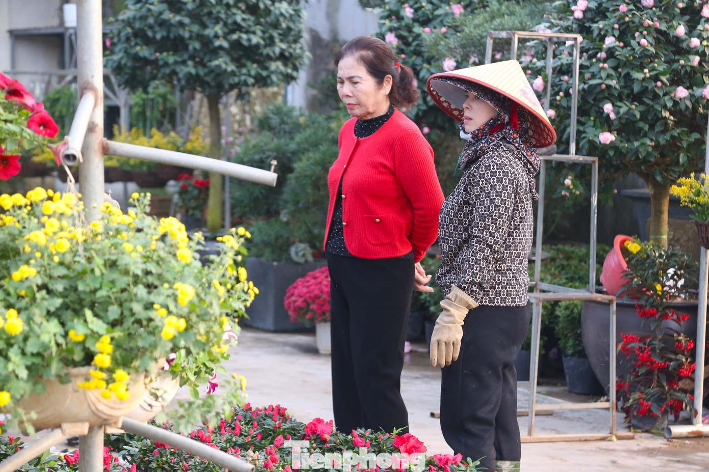 Các nhà vườn làm việc hết công suất cho vụ hoa lớn nhất năm.