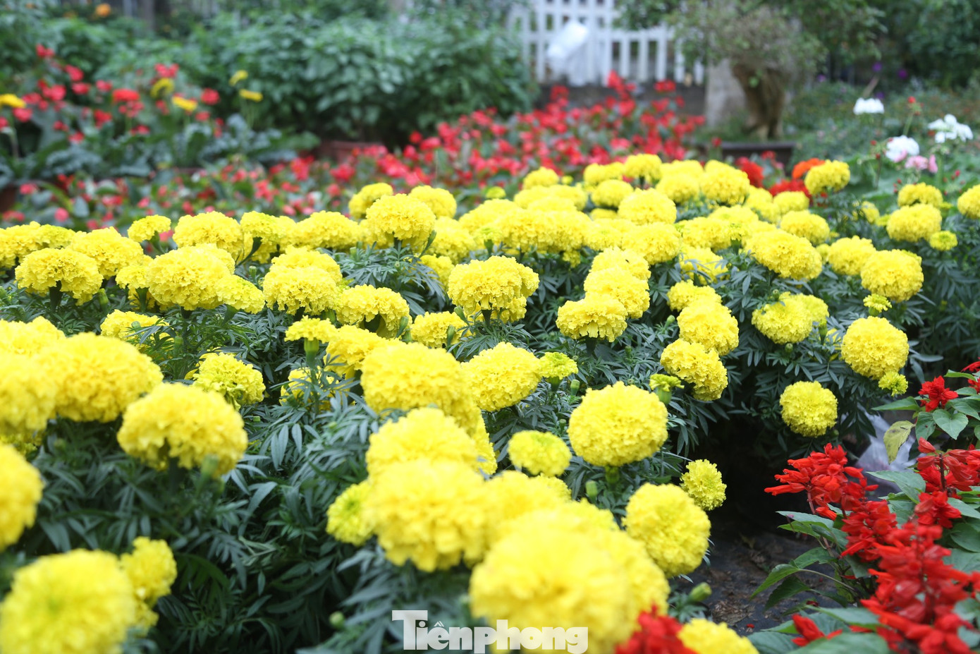 Các loài hoa được nhập về đủ sắc màu, chủng loại, giá cả từ vài trăm nghìn đến vài triệu đồng.