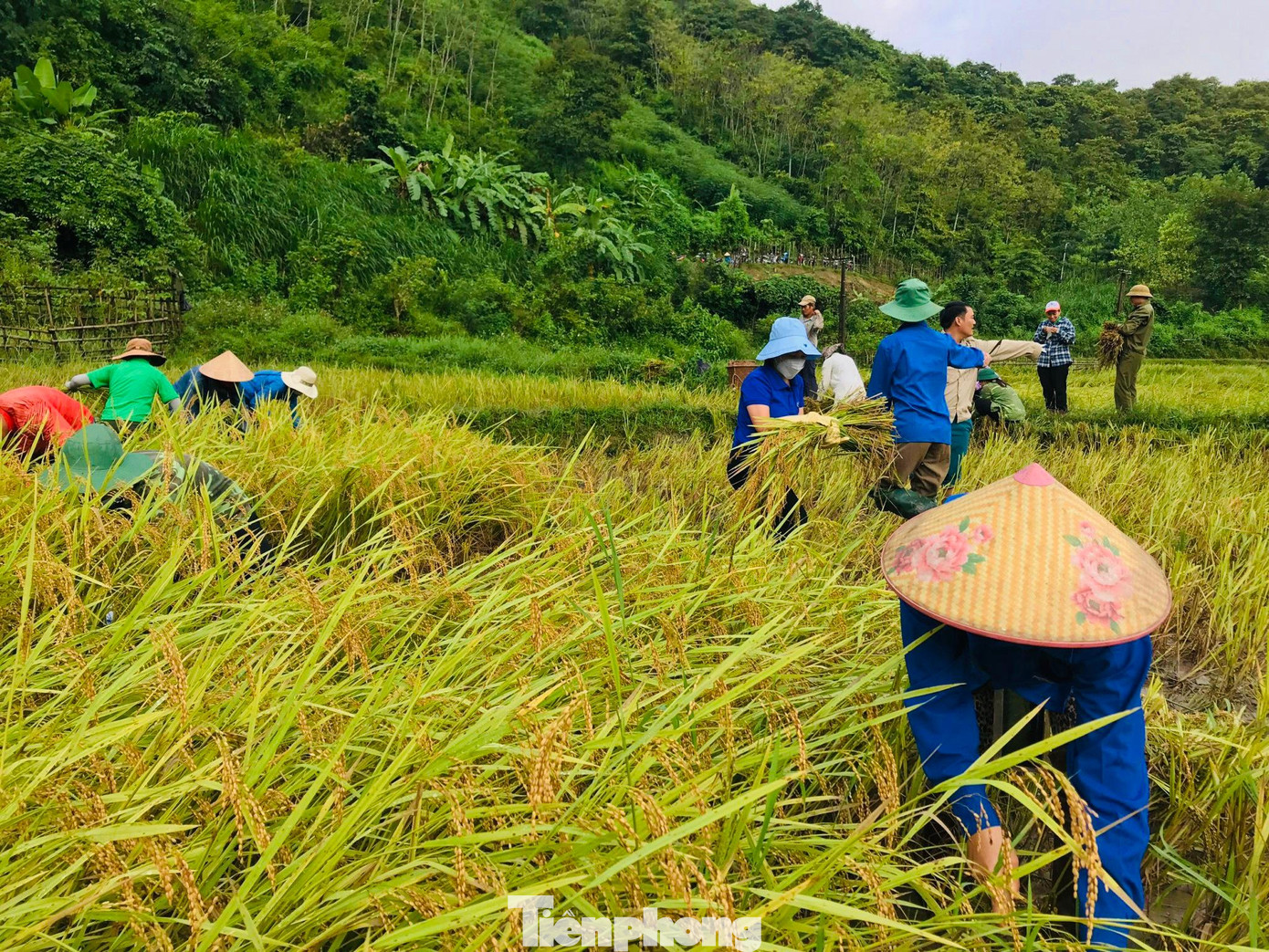 Tranh thủ lúc trời hửng nắng, những tình nguyện viên áo xanh xuống đồng giúp dân. Mỗi người phân chia nhau hỗ trợ thu hoạch lúa.