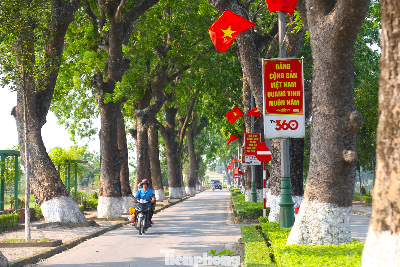 Hàng trăm cây xà cừ cổ thụ được trồng từ những năm 1960 của thế kỷ trước, sau lời kêu gọi Tết trồng cây của Chủ tịch Hồ Chí Minh. Trải qua hơn 60 năm, vượt qua thử thách thời gian và bao biến thiên lịch sử, hàng cây xà cừ trên quê hương Bác vẫn luôn xanh tốt.