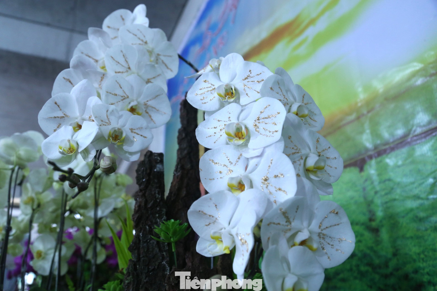 Giá một cành hoa lan dát vàng 18k đang được bán ra với giá khoảng 1 triệu đồng. Khách có thể đặt từng chậu tùy theo số lượng cành, trong đó giá bán sẽ được cộng cả tiền chậu, tiền công trang trí và vận chuyển.