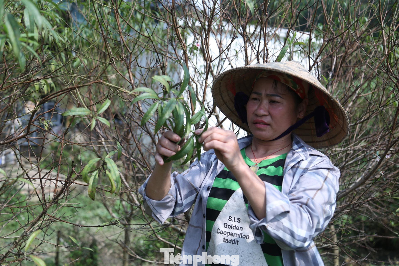 Kế bên, chị Nguyễn Thị Thuyết cũng đang hối hả tuốt lá đào. “Gia đình tôi có 350 gốc đào. Tùy vào sở thích của từng người mà thích cắt ngang hoặc đào cả gốc. Đào được bán đồng giá 350.000 đồng/cây”, chị Thuyết nói.
