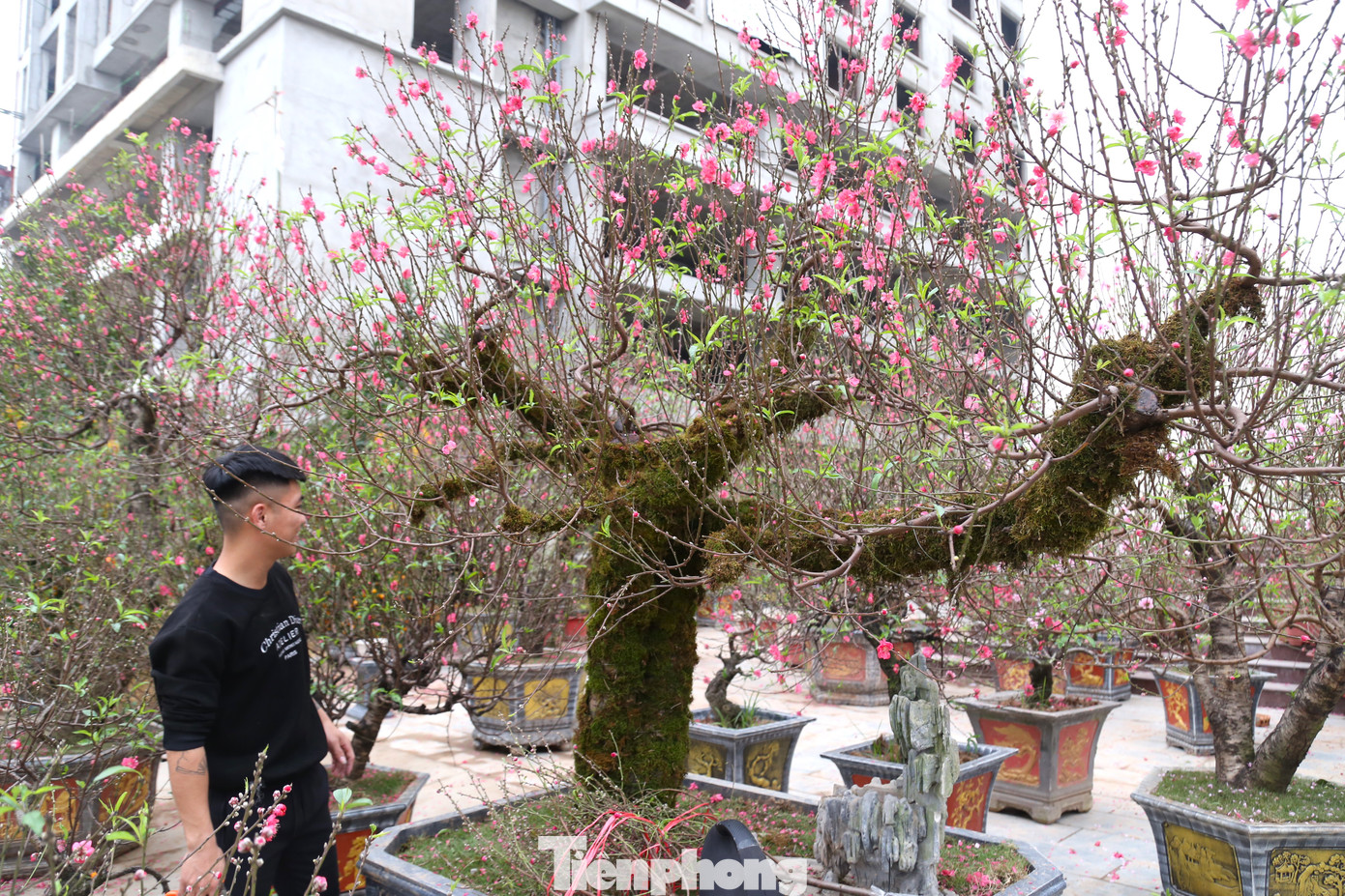 Một gốc đào phủ rêu khác được rao giá thuê trên 40 triệu đồng.