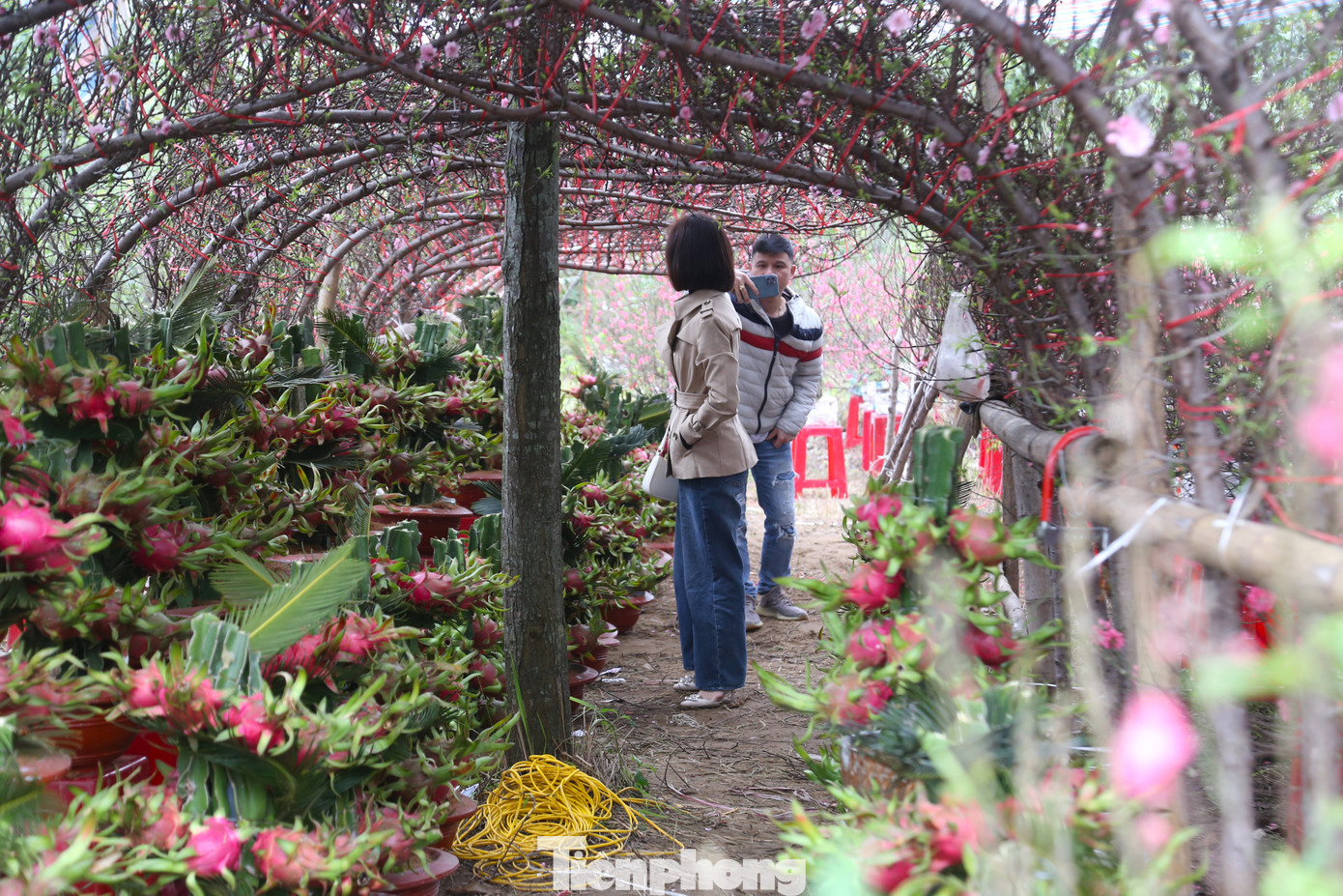 Tranh thủ tạo dáng với vườn thanh long đỏ rực những ngày giáp Tết.