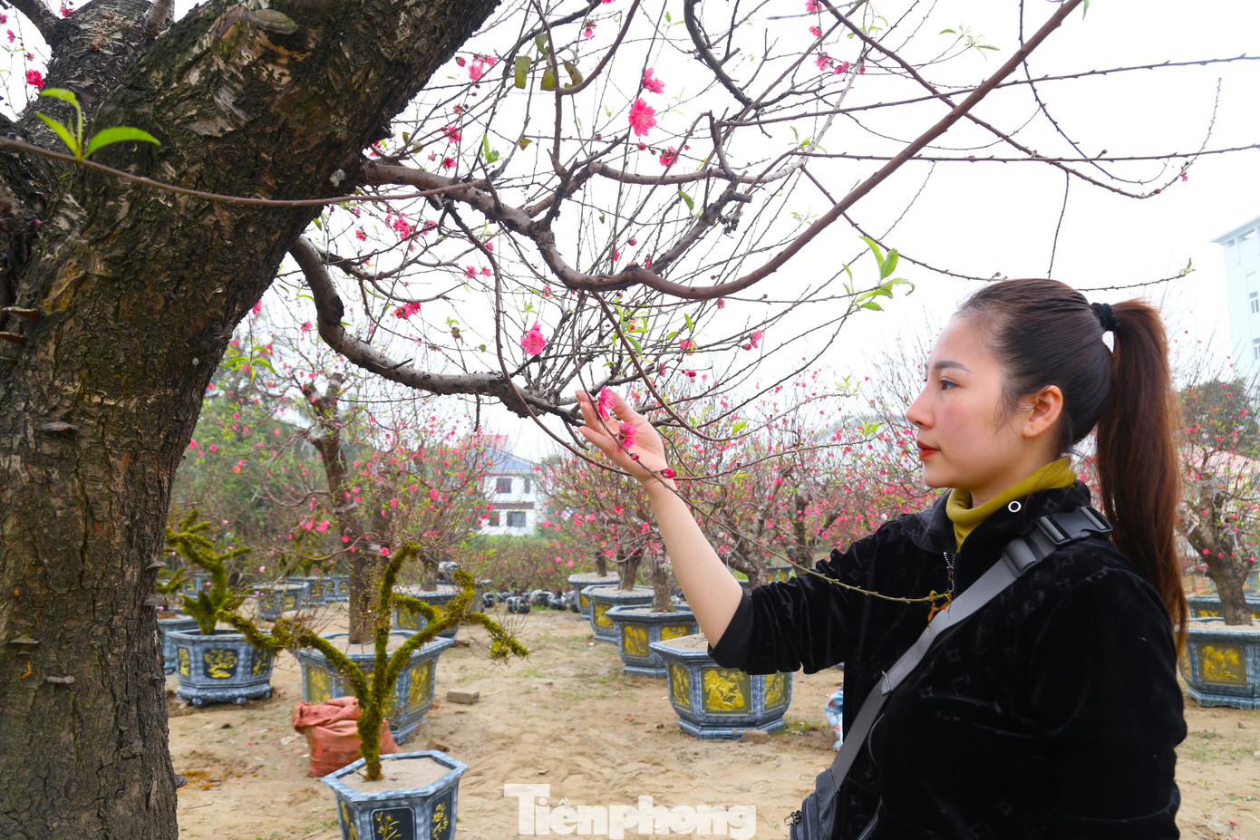 Nhiều người thích thú, check-in tại gốc đào 120 triệu đồng này.