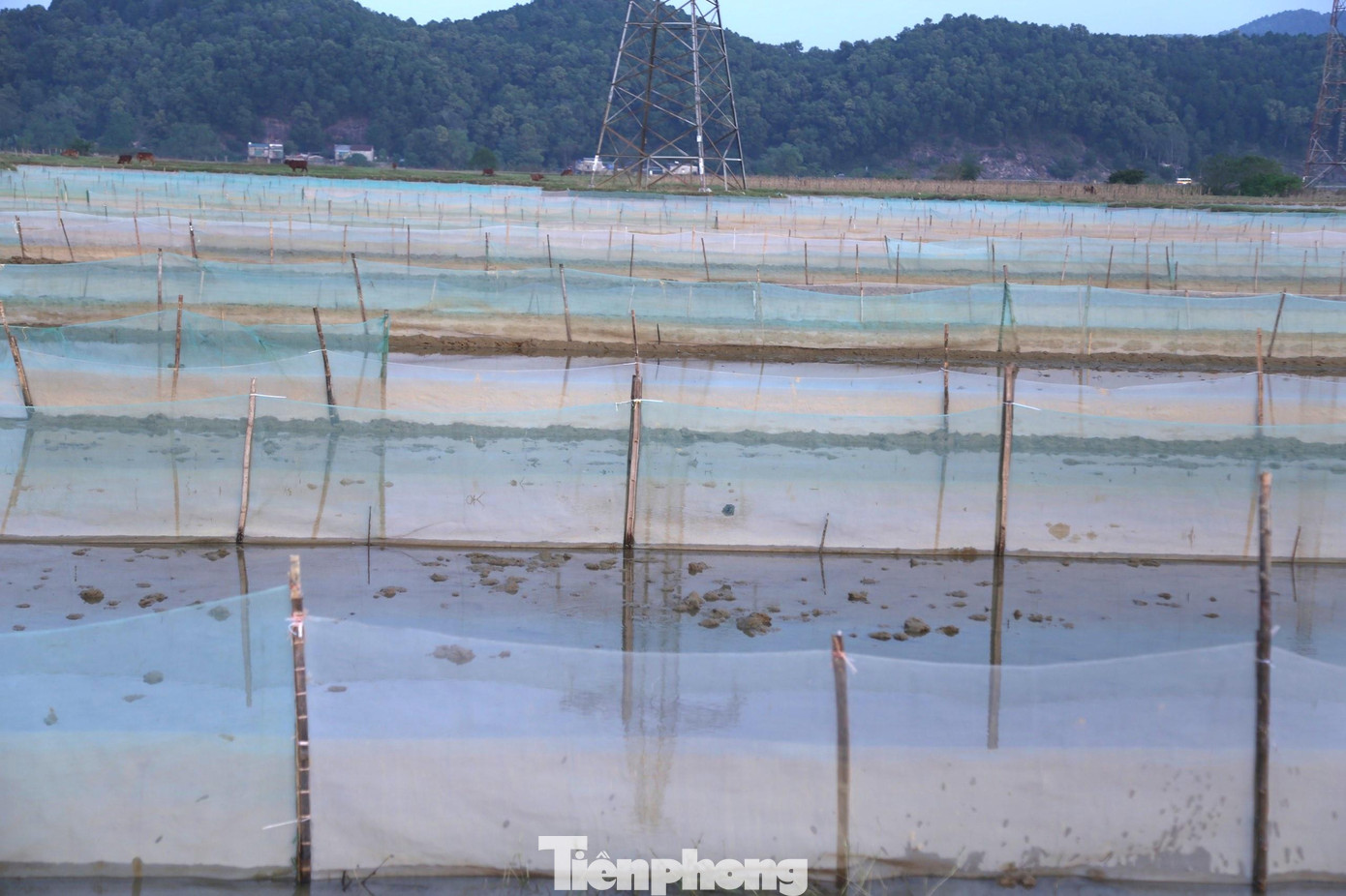 Tại những vùng ruộng trũng, người dân phải dùng hai thanh tre kẹp vào nhau để cố định lưới Tại những vùng ruộng trũng, người dân phải dùng hai thanh tre kẹp vào nhau để cố định lưới