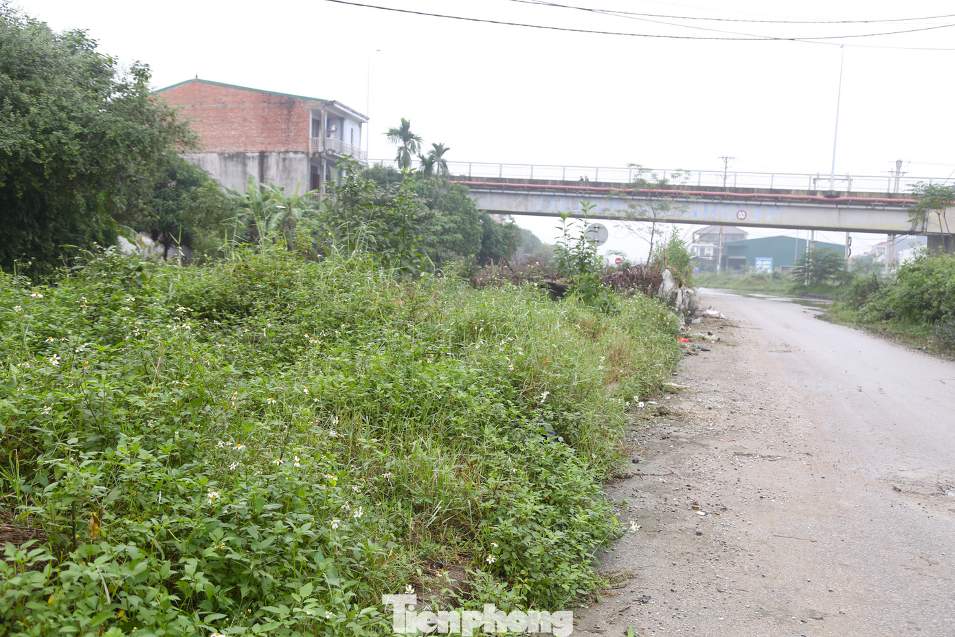 Dọc chiều dài tuyến đường, cây cối, cỏ dại mọc um tùm.