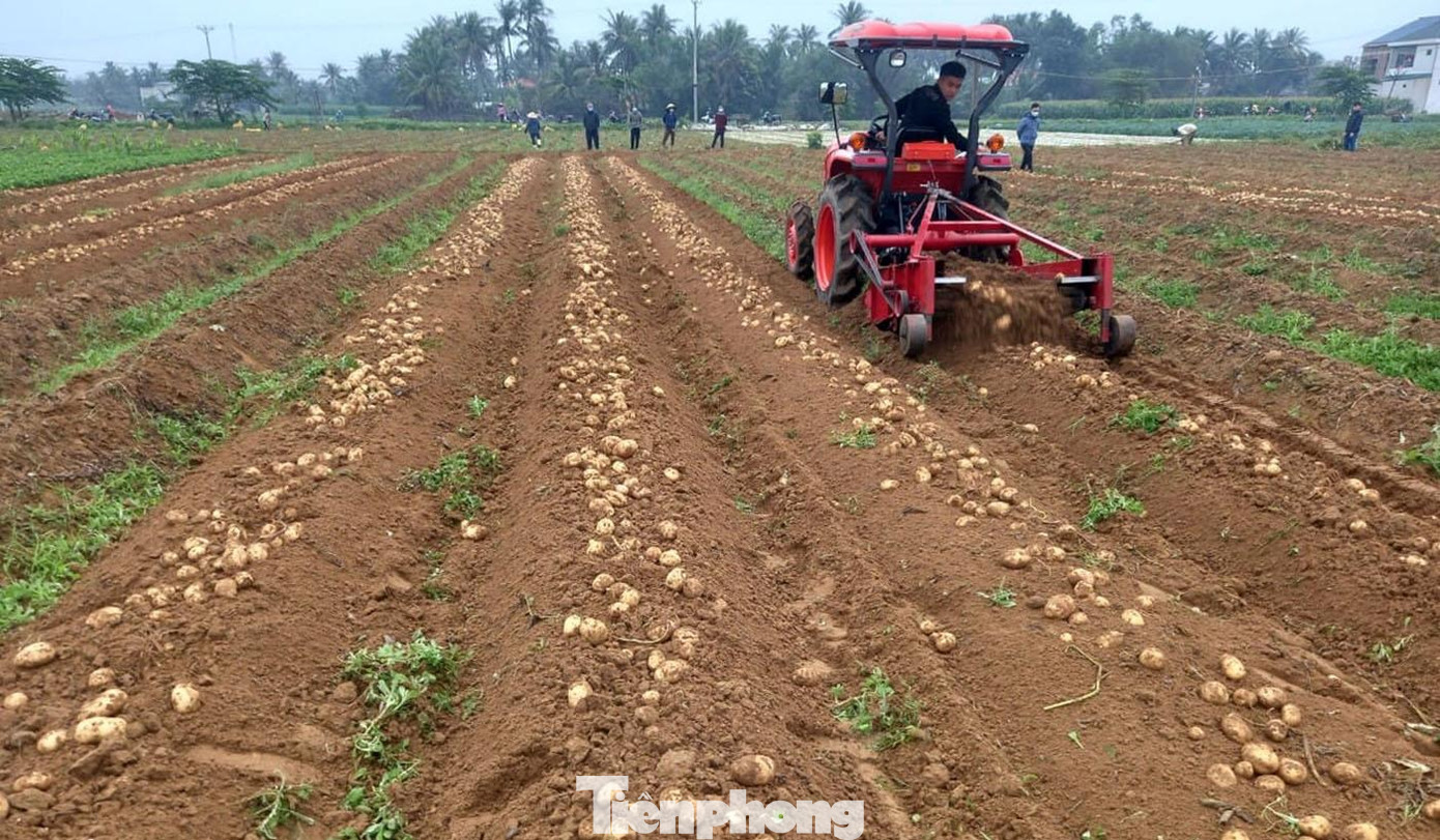 Những ngày đầu xuân, nông dân ở huyện Diễn Châu (Nghệ An) bắt đầu bước vào vụ thu hoạch khoai tây. Vụ đông năm 2021, địa phương này có hơn 220 ha trồng khoai tây cho năng suất cao với dự kiến sản lượng lên đến hàng nghìn tấn, tập trung ở các xã Diễn Phong, Diễn Hoàng, Diễn Thịnh...