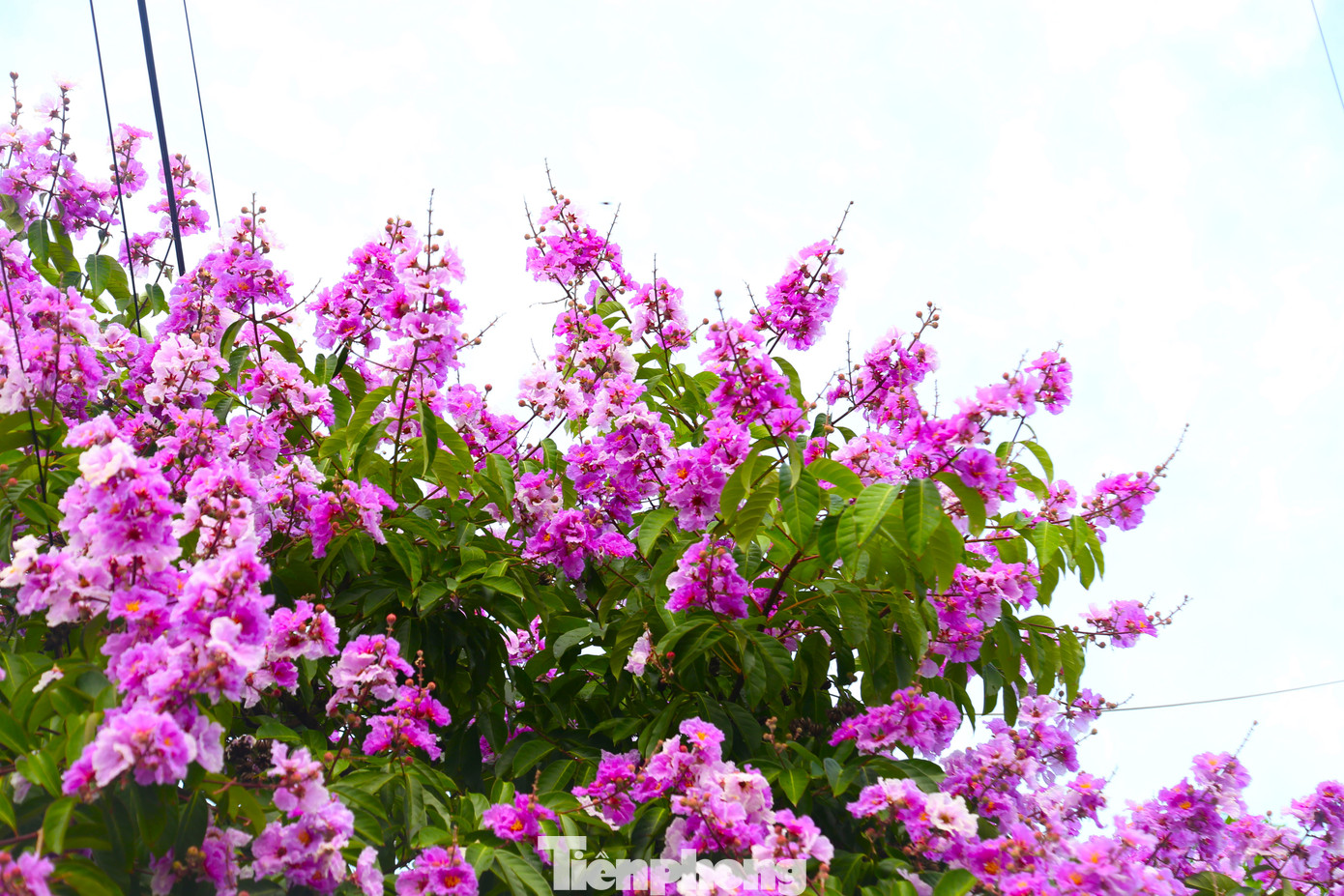 Những bông hoa bằng lăng nở thành từng chùm tím rực rỡ nổi bật trên nền trời.