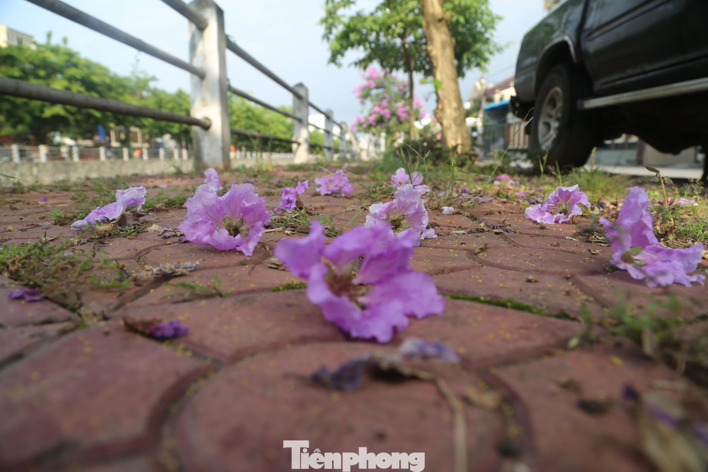 Cánh hoa bằng lăng rụng xen lẫn màu gạch tạo gam màu khá đẹp mắt.