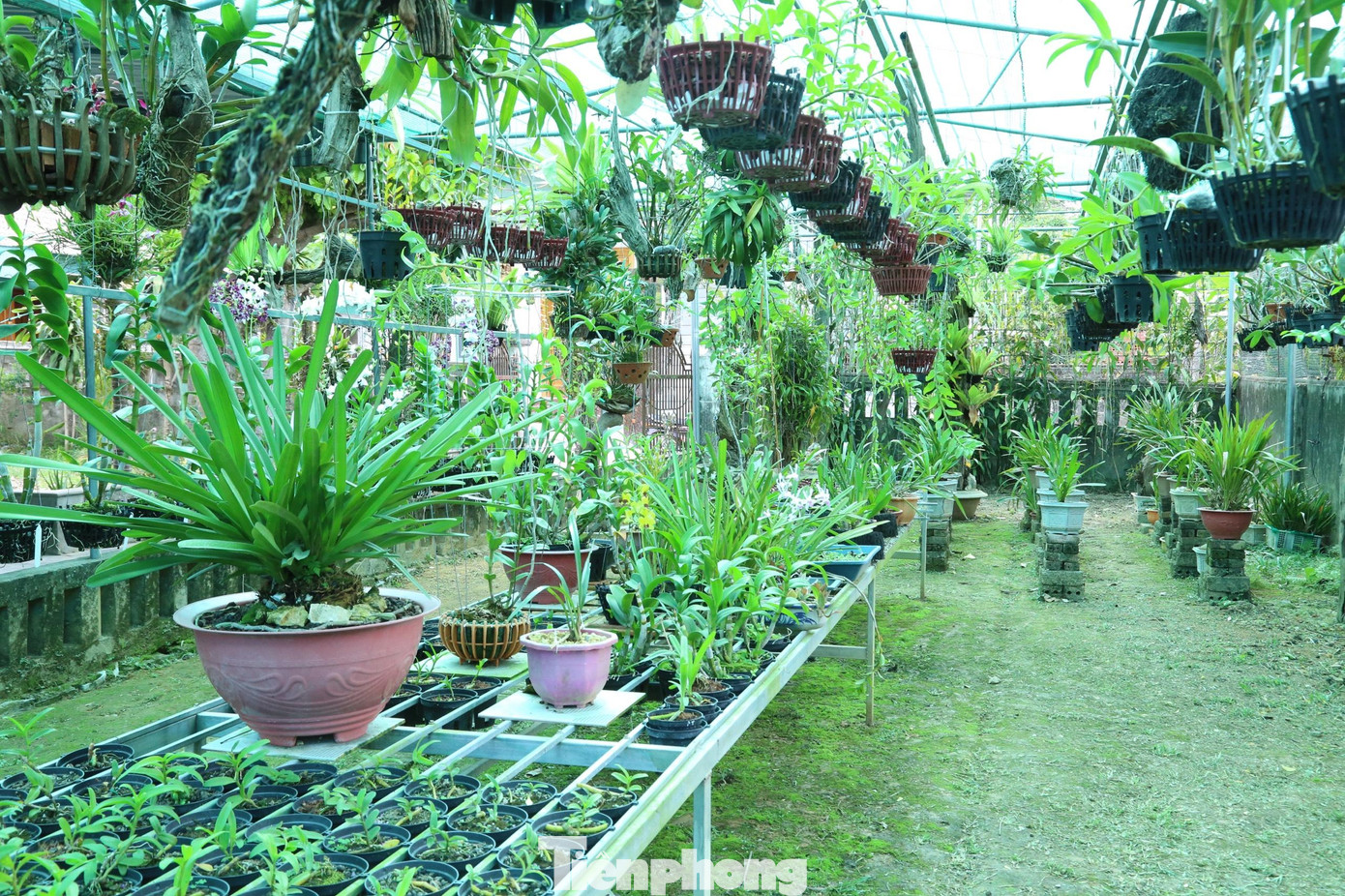 Vườn lan hơn 200 chủng loại của chàng trai Lô Văn Bình. (Ảnh: Thu Hiền) Vườn lan hơn 200 chủng loại của chàng trai Lô Văn Bình. (Ảnh: Thu Hiền)