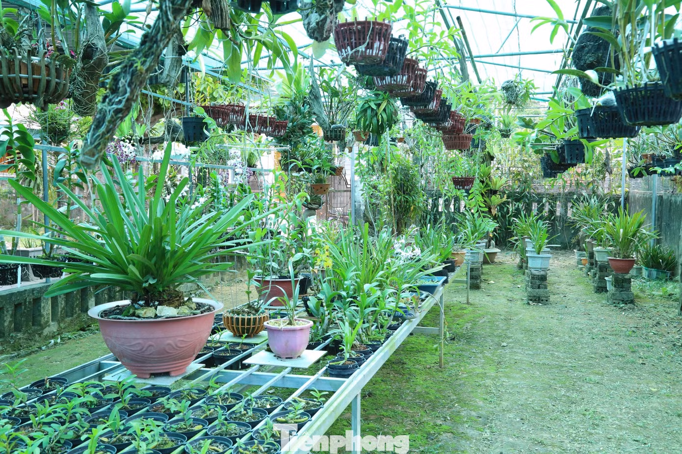 Vườn lan hơn 200 chủng loại của chàng trai Lô Văn Bình. (Ảnh: Thu Hiền) Vườn lan hơn 200 chủng loại của chàng trai Lô Văn Bình. (Ảnh: Thu Hiền)