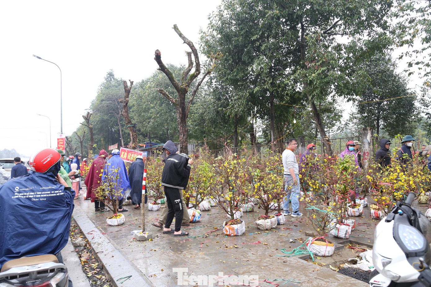 Thời tiết tuy có mưa, nhưng vẫn có khá đông người dân đi “săn” những cây cảnh giá rẻ trong ngày cuối năm.