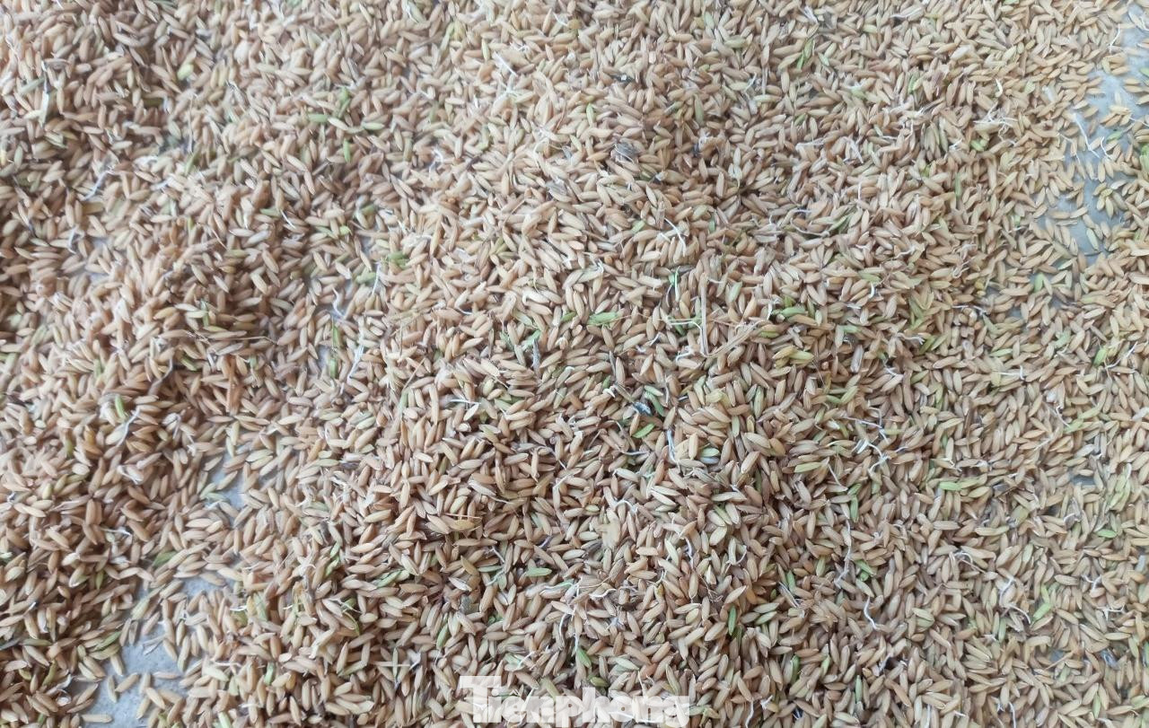 Nhiều diện tích lúa đã mọc mầm,...