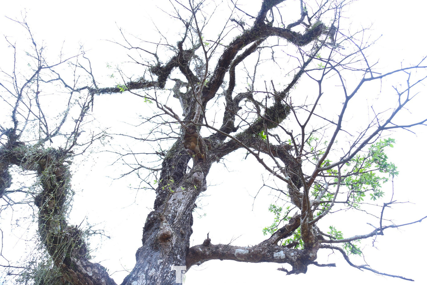 Phía thân trên cây lộc vừng có nhiều nhánh đan xen với nhau che kín cả toàn thân. Vào khoảng tháng 4, hoa lộc vừng sẽ nở rực rỡ từng chùm đỏ thắm.