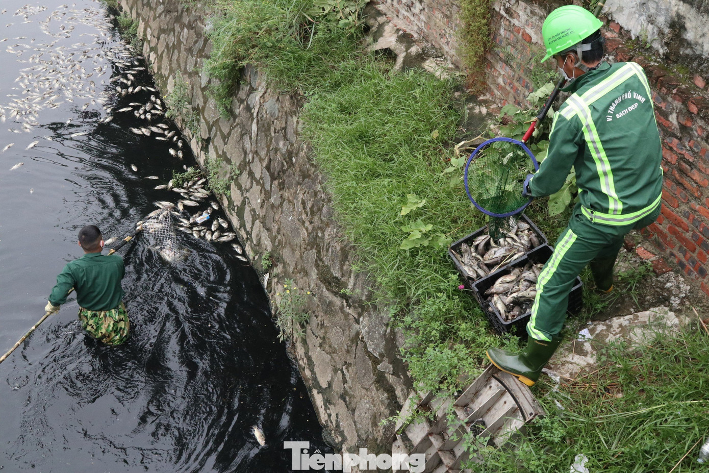 Công nhân môi trường dùng vợt gom cá chết