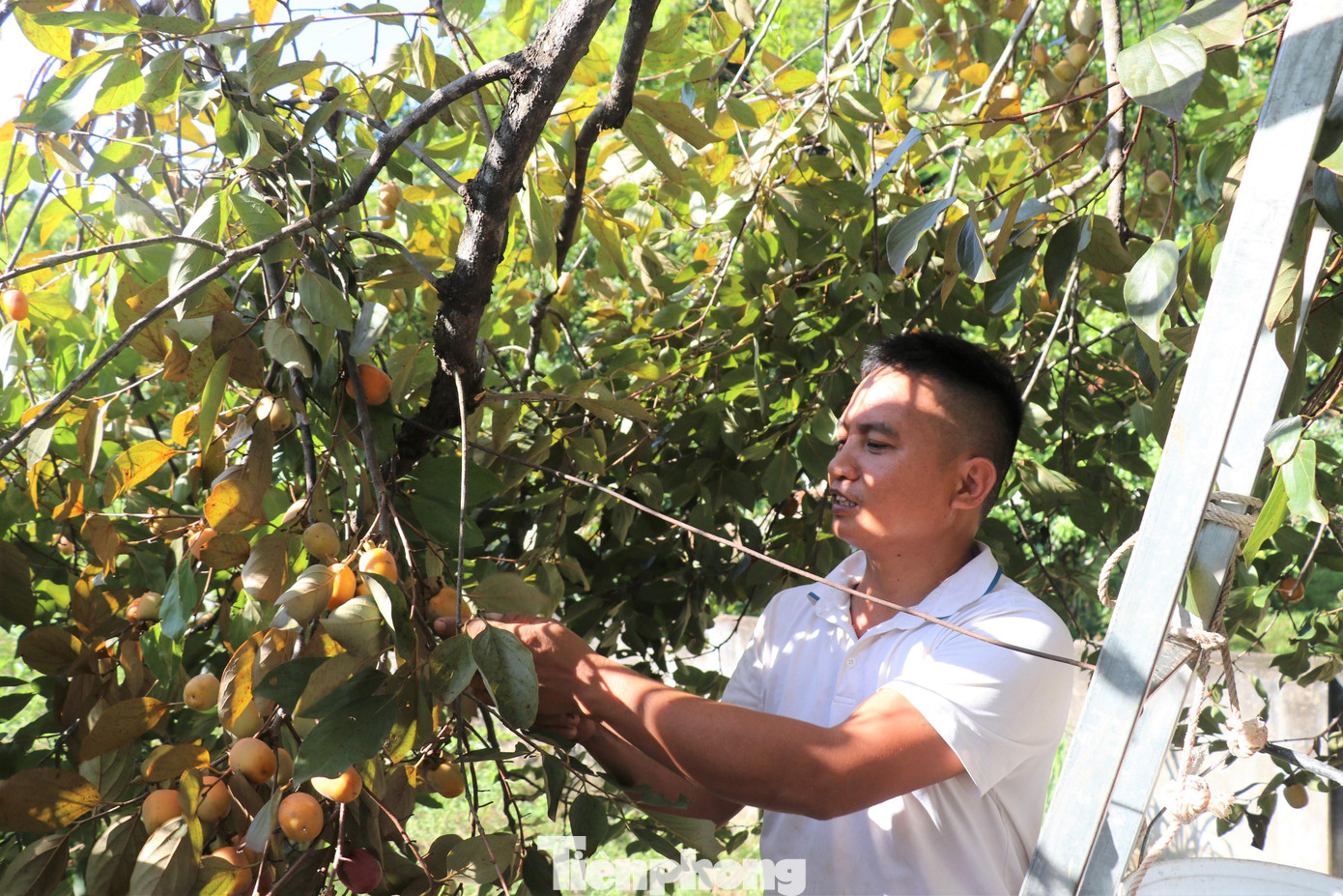 Gia đình anh Trần Văn Hòa có 80 gốc hồng, mỗi gốc hồng cho thu hoạch khoảng 1,2 – 1,5 tạ quả.