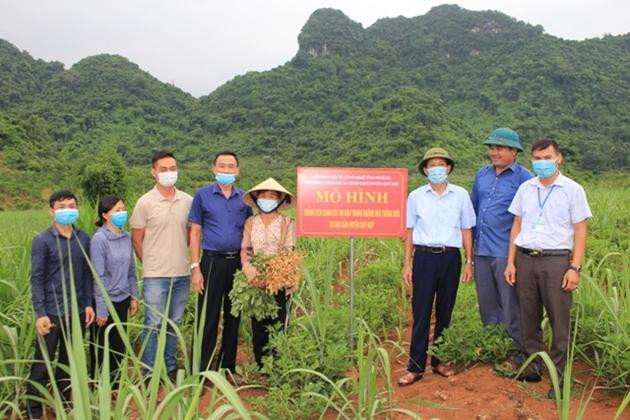 Sở KHCN Nghệ An đầu tư triển khai mô hình xen canh cây họ đậu trong ruộng mía trồng huyện Quỳ Hợp. Sở KHCN Nghệ An đầu tư triển khai mô hình xen canh cây họ đậu trong ruộng mía trồng huyện Quỳ Hợp.