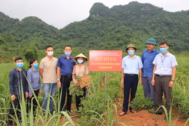 Sở KHCN Nghệ An đầu tư triển khai mô hình xen canh cây họ đậu trong ruộng mía trồng huyện Quỳ Hợp. Sở KHCN Nghệ An đầu tư triển khai mô hình xen canh cây họ đậu trong ruộng mía trồng huyện Quỳ Hợp.
