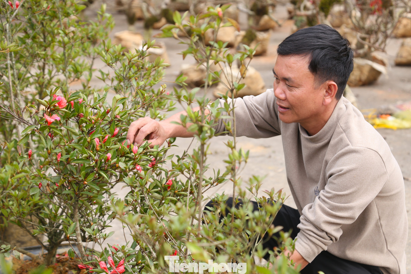 Cùng với đào, nhất chi mai, năm nay, anh Trần Quang Minh (trú tỉnh Nam Định) nhập 70 cây đỗ quyên đưa ra TP Vinh bán Tết. “Tôi đưa hàng ra Vinh từ ngày 18/12 âm lịch. Từ hôm đó đến nay đã bán được hơn 30 cây đỗ quyên. Đỗ quyên được bán với giá dao động từ 600 nghìn đồng đến vài triệu đồng một cây tùy kích thước”, anh Minh cho hay.