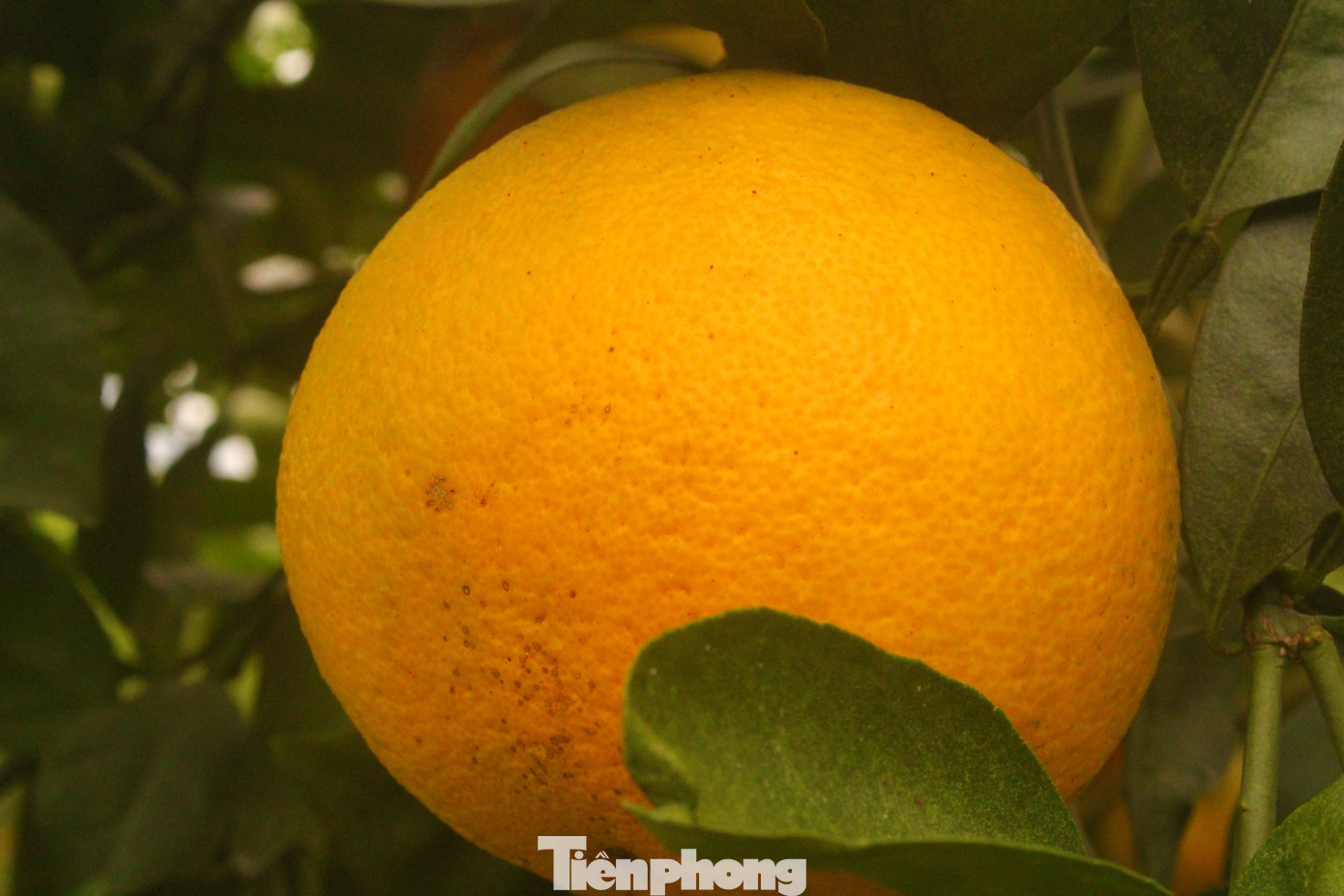 Cam Vinh quả to, vàng óng, vị ngọt thanh Cam Vinh quả to, vàng óng, vị ngọt thanh