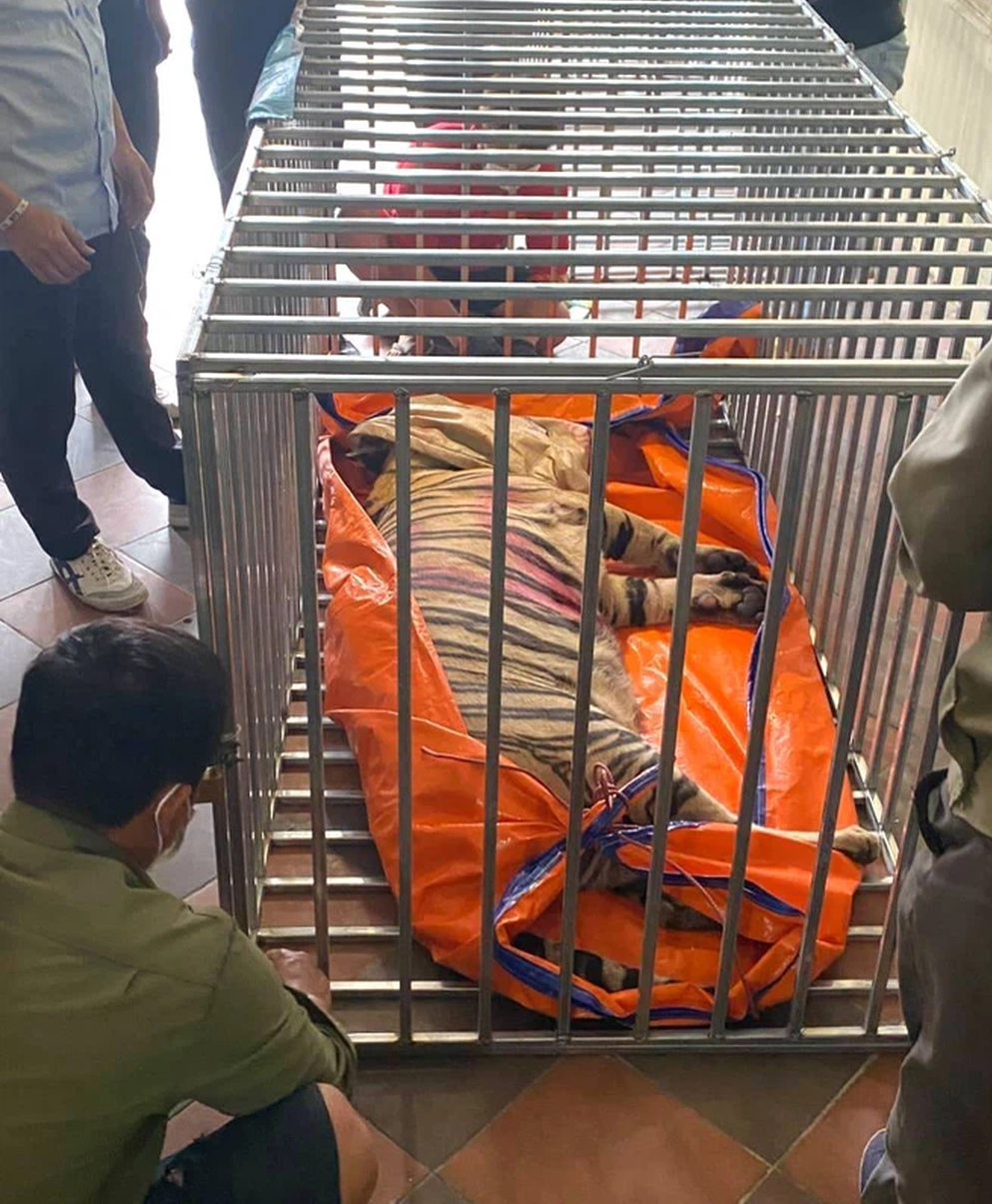 Các cá thể hổ được đánh số và cho vào lồng sắt đưa đến Khu sinh thái Mường Thanh Diễn Lâm Các cá thể hổ được đánh số và cho vào lồng sắt đưa đến Khu sinh thái Mường Thanh Diễn Lâm