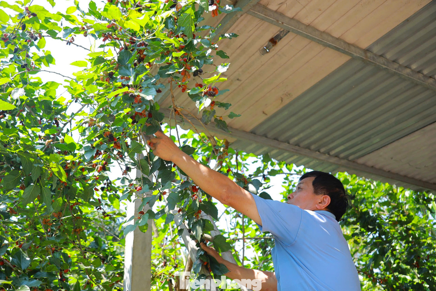 “Dâu một năm thu hoạch khoảng một tháng nhưng không tốn công, không phải đầu tư nhiều, so với trồng các loại rau ngắn ngày thì hiệu quả cao gấp 3-4 lần. Quả dâu tằm có nhiều tác dụng, vừa ngâm đường làm sirô giải khát mùa hè, vừa ngâm rượu uống, vừa ép nước hay phơi khô làm thuốc...”, ông Vinh cho hay.