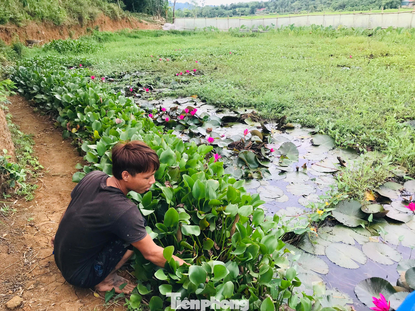 Thức ăn của ốc bươu đơn giản, chủ yếu là lá khoai, lá sắn,...