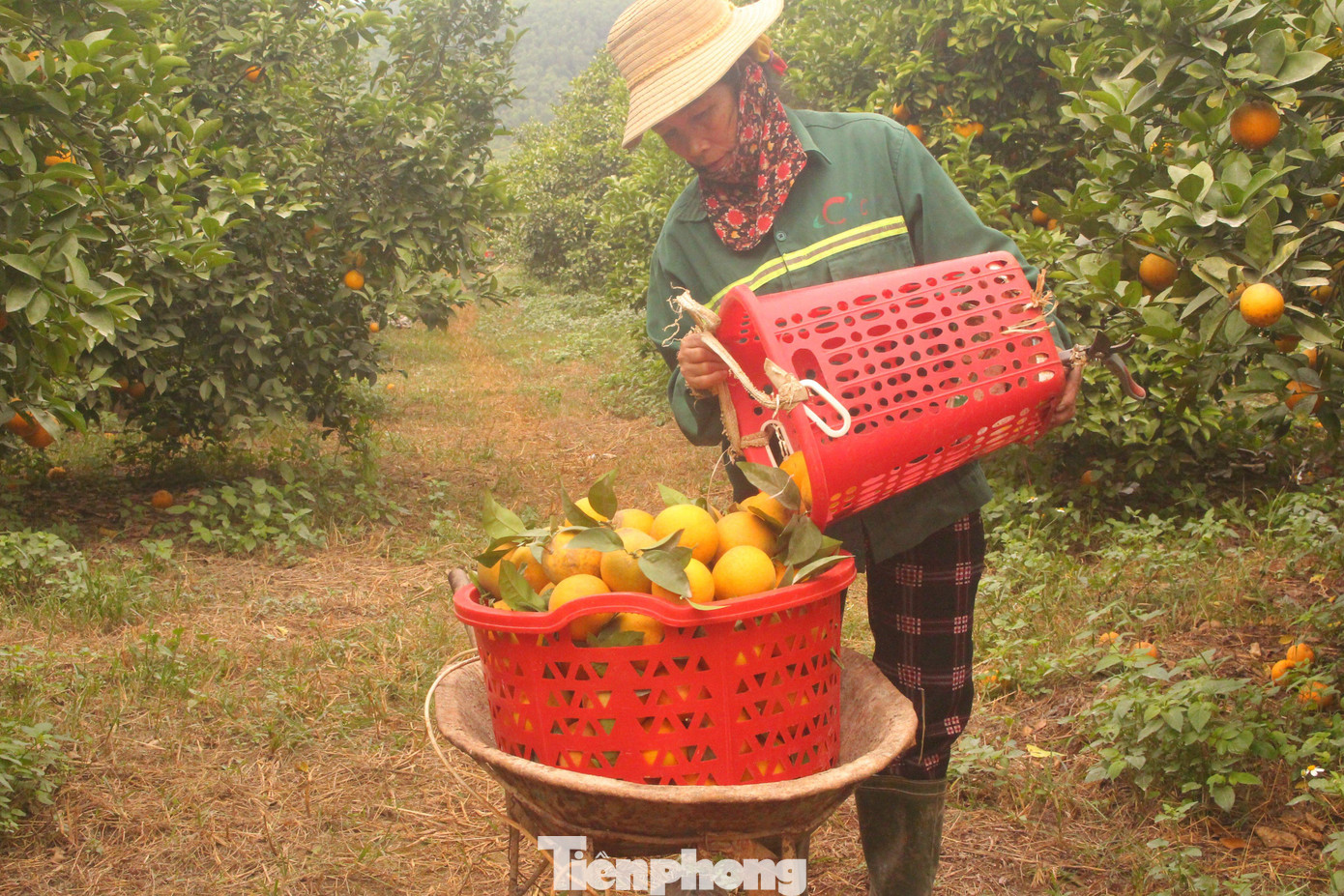 Thu hoạch cam phục vụ thị trường Tết Thu hoạch cam phục vụ thị trường Tết