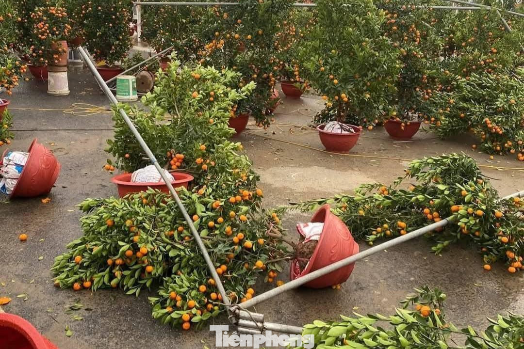 Mưa lớn kèm gió thổi mạnh khiến nhiều đào, quất đổ rạp, hư hỏng.