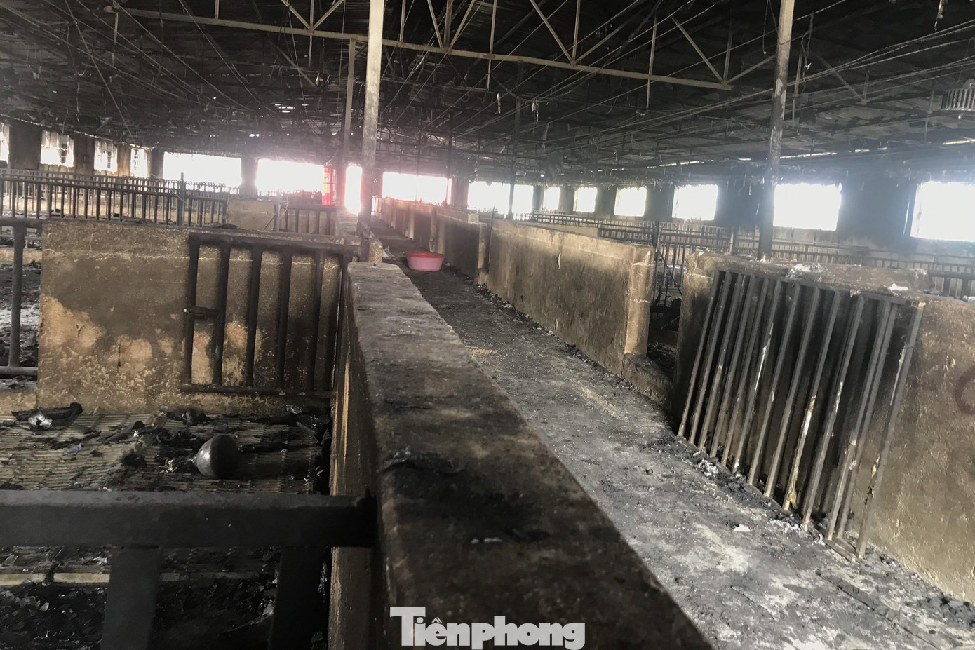 Nguyên nhân cháy ban đầu là do chập điện. Lửa bén vào tôn xốp của mái lợp, sau khoảng 15 phút, ngọn lửa lớn đã bao trùm toàn bộ trang trại. Ước tính thiệt hại ban đầu sau vụ hỏa hoạn là hơn 10 tỷ đồng.