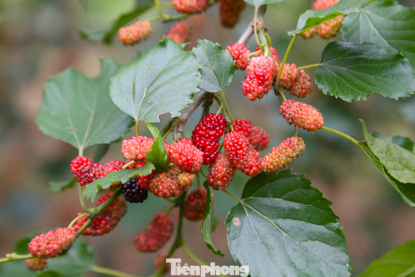 Dâu chín chỉ cần bứt nhẹ là rụng, nếu không rất dễ dập. Trái dâu chín đen, mọng nước nên sau mỗi buổi thu hoạch, bàn tay nhuộm màu trái dâu.