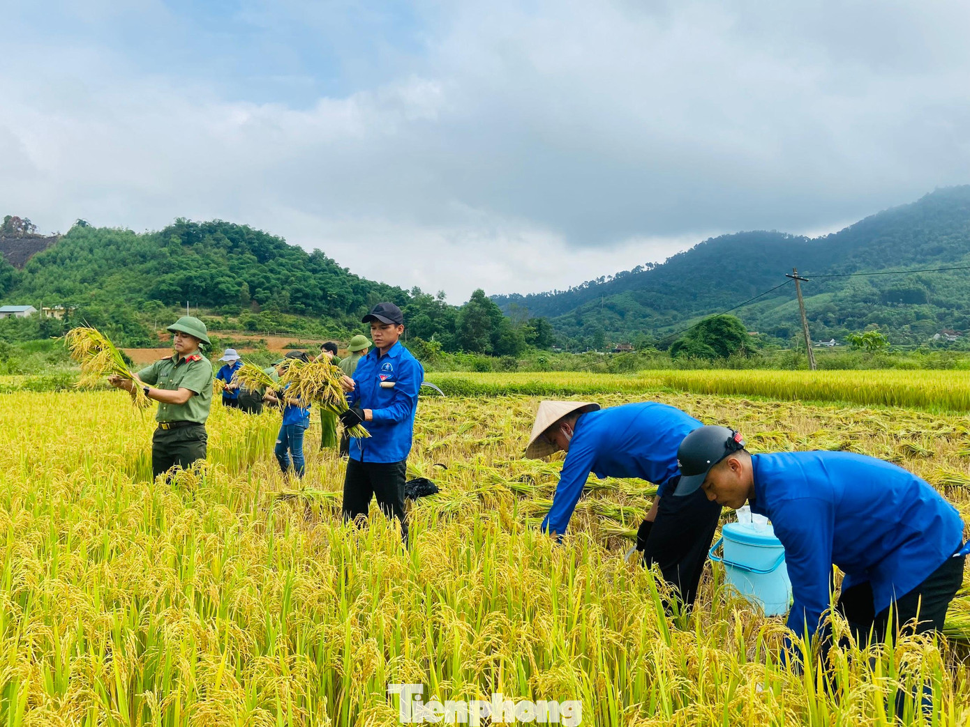 Màu áo xanh tình nguyện trên những cánh đồng lúa chín vàng