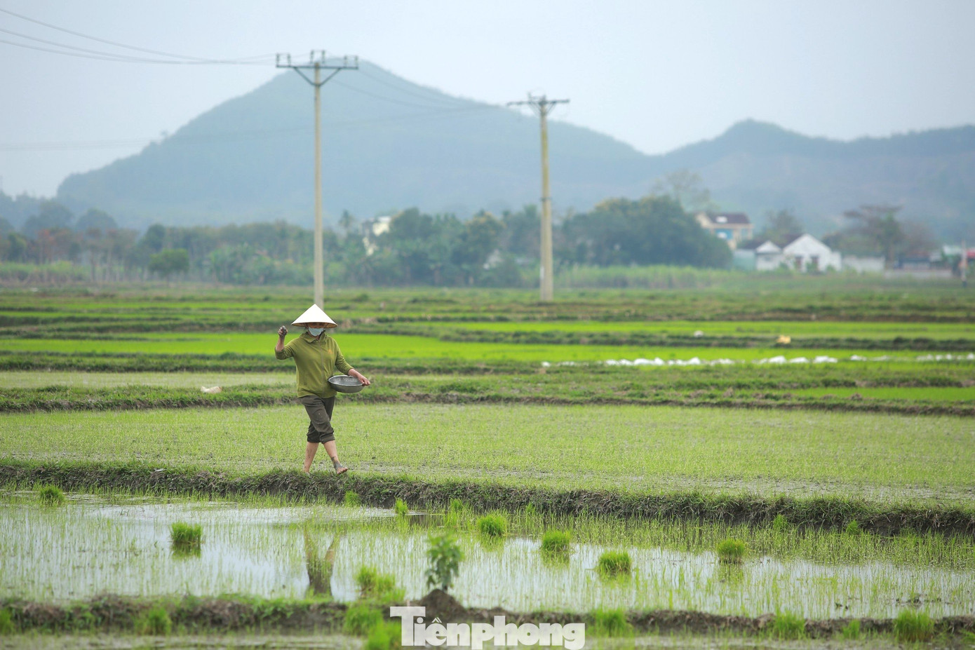 Khi mọi nhà đang tất bật chuẩn bị soạn sửa để đón năm mới, đâu đó trên những cánh đồng vẫn còn những nông dân tranh thủ ra đồng chăm sóc lúa xuân.