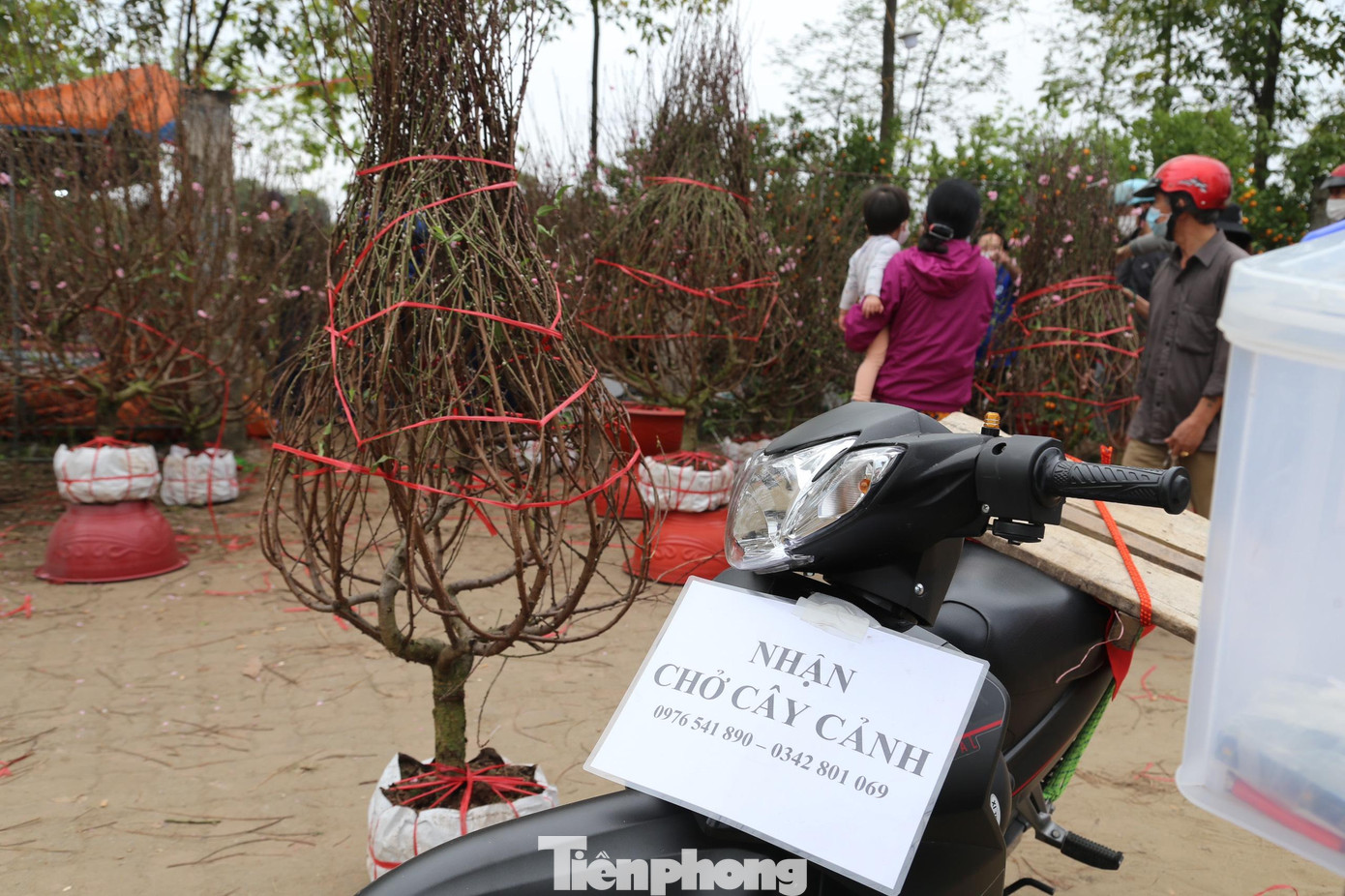 Sau khi mua đào, quất, khách hàng đều có nhu cầu vận chuyển về tận nhà, mà vẫn giữ được hoa, lộc không rơi rụng, đây là lý do khiến dịch vụ chở thuê đắt khách dịp giáp Tết. Mỗi ngày có hàng trăm chuyến xe chở hoa xuân đến các ngõ nhỏ trong thành phố và cả những huyện xa.