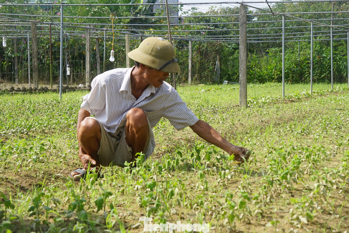 “Năm ngoái, dù dịch bệnh, khó bán nhưng trừ chi phí cũng lãi gần 30 triệu. Năm nay hết dịch, tưởng sẽ thắng lợi, nhưng giờ chắc không còn hoa để bán. Giờ trồng lại cũng không kịp nữa”, ông Dũng buồn bã nói.