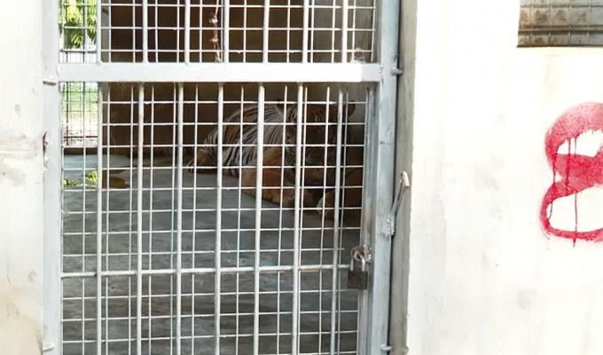 9 con hổ còn sống được gửi chăm sóc tại Khu sinh thái Mường Thanh Diễn Lâm