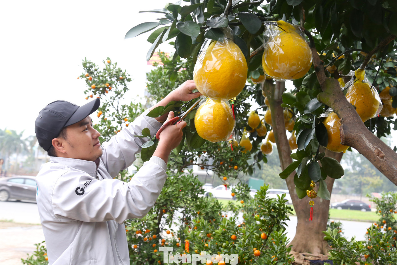 Năm nay, anh Võ Quốc Đức (trú TP Vinh) nhập về khoảng 100 cây bưởi Diễn bán Tết. Theo anh Đức, một cây bưởi đẹp cần phải hội tụ nhiều yếu tố, trong đó cần có cả hoa và quả, lá xanh.